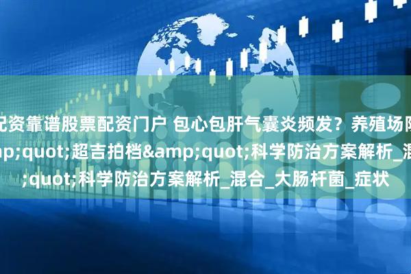 配资靠谱股票配资门户 包心包肝气囊炎频发？养殖场防控经验分享——&quot;超吉拍档&quot;科学防治方案解析_混合_大肠杆菌_症状
